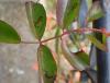 Stigmella sp.